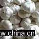 Sell Fresh Garlic thumbnail-1