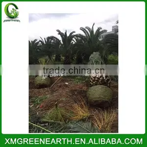 Phoenix Canariensis Palms Trunk 1m (3) thumbnail-2