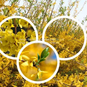 Forsythia Oil Aromatherapy Essential Oil Pure Natural Fragrance Oil thumbnail-3