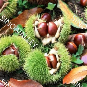 Bulk Fresh Raw Taishan Chestnuts Wholesale Leading China Exporter to Thailand Vietnam Organic Non-GMO Supplier Ecological Agriculture Japan Korea thumbnail-3