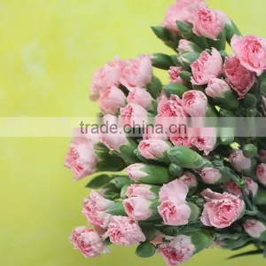 Reasonable Price Top Sell Carnation of Fresh Flower for Decoration thumbnail-2