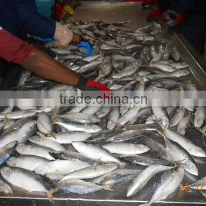 Indian Mackerel AA thumbnail-3
