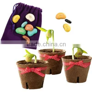Colorful Potted Message Bean,magic Bean thumbnail-1