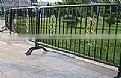 Ornamental Fence thumbnail-1