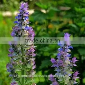 Clary Sage Oil (1st) thumbnail-1