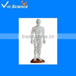 Human Acupuncture Model 100% Factory 70cm thumbnail-1