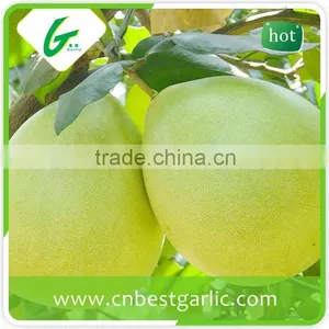 New Crop Honey Pomelo to Russia thumbnail-4
