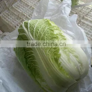 Hot Sale Chinese Big White Long Cabbage thumbnail-3