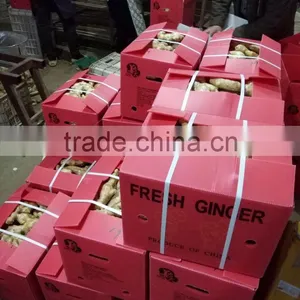 AIR DRY GINGER With 13kg Pvc Boxes thumbnail-1