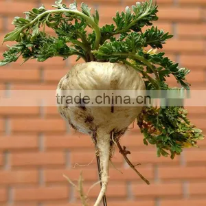 2014 Qingdao BNP Supply Best 100% Natural Maca Root Extract--maca Plants thumbnail-1