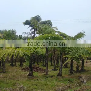 Wholesale Outdoor Decrotive Landscaping Ornamental Palm Caryota Urens L thumbnail-2