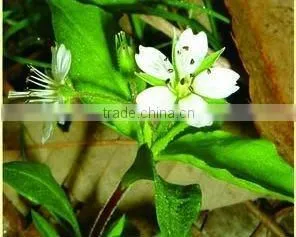 Heterophylly Falsestarwort Root Chinese Herb thumbnail-1