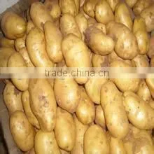 Fresh Healthy Yellow Potato For Sale thumbnail-5