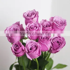 Supply Various Colors Fresh Rose Flowers From Kunming Plants Base thumbnail-6