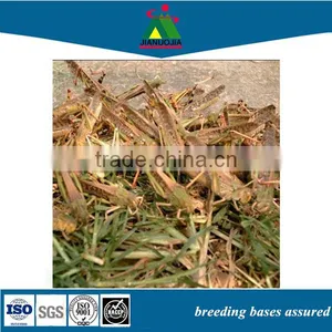 Reptile Food Tubs Canned Grasshoppers thumbnail-1