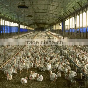 Low Cost Steel Frame Poultry House thumbnail-1