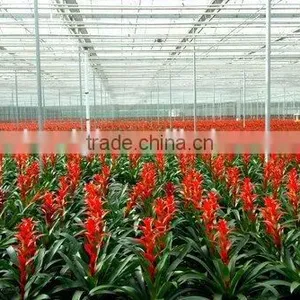 PE Greenhouse Plastic Film for Flowers Plantation thumbnail-1