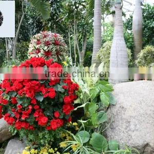 Plastic Flower Pot for Home Garden Decoration thumbnail-3