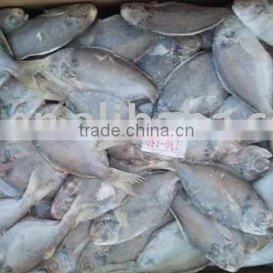 Frozen Pomfret thumbnail-1