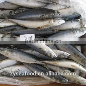 Large Stock Block Shape Pacific Mackerel Manufacturer thumbnail-2