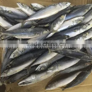 Frozen Mackerle Scomber Scombrus/ Scomber Japonicus Sea Frozen thumbnail-3