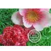 Red Rose Diamond Jewelry Crystal USB Flash Drive thumbnail-1