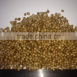 Coriander thumbnail-2