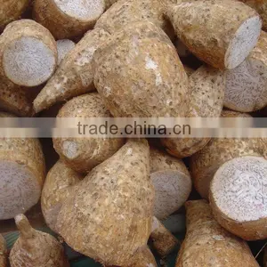 High Quality Fresh Taro Root thumbnail-3