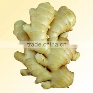 Ginger thumbnail-1