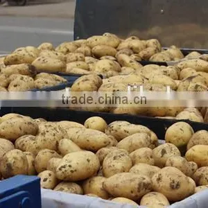 New Crop Potato Varieties With Competitive Export Price thumbnail-1