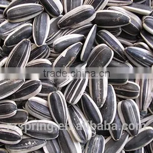 BLACK WITH WHITE STRIP SUNFLOWER SEEDS thumbnail-2