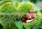 Peeled Chestnut Powder thumbnail-1