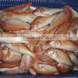 Frozen Red Mullet thumbnail-1