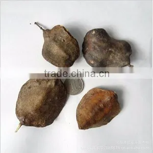 Mu Jin Zhong zi Beautiful Hot Sale Flower Hibiscus Seed thumbnail-2