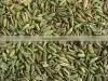 Fennel Seed High Quality Green Colour New 2014 Crop thumbnail-1