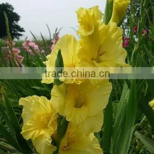 Gladiolus thumbnail-1