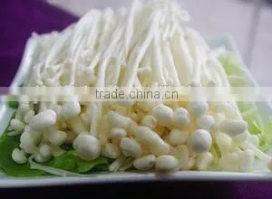 Fresh Mushroom/Fresh Enoki for Sale thumbnail-3