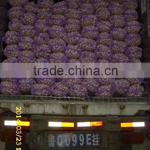 Normal White Garlic thumbnail-4