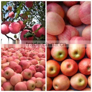 Wholesale 2015 Grade A Fuji Apple thumbnail-5
