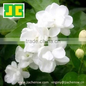 100%Natural High Quality Luo Han Guo Extract Powder thumbnail-1