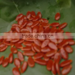 Red Melon Seeds thumbnail-1