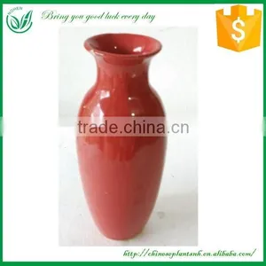 Sprial or Straight Lucky Bamboo Ceramic Flower Pot thumbnail-3