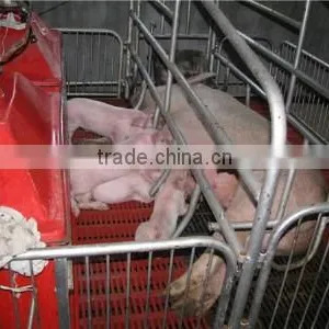 Farrowing Crate for Sale Poultry Farm thumbnail-1