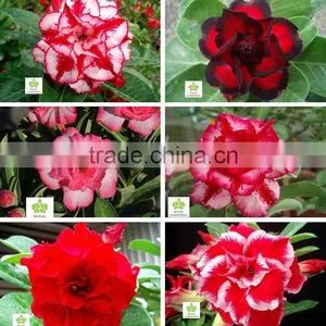 Adenium Obesum Grafted thumbnail-1