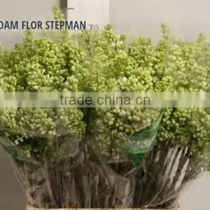 SYRINGA MADAM FLOR STEPMAN thumbnail-1
