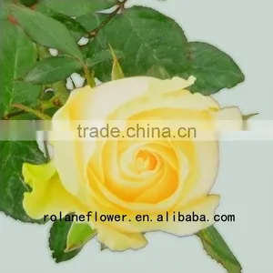 Newest Dubai Fresh Flower Importers Artificial Rose Plant Peach Avalanche Rose for Home Farms Directly Supply thumbnail-4