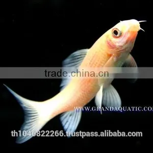 Black Shark Albino Fish Farm For Sale / Aquarium Fish Thailand thumbnail-3