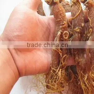 Natue Body Tonic Herb Red Ginseng Root / Panax Ginseng / Ninjin With Tail thumbnail-2