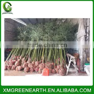 PHYLLOSTACHYS PUBESCENS Diameter 3-4cm (1) thumbnail-1