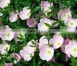 Evening Primrose Basic Oil thumbnail-1